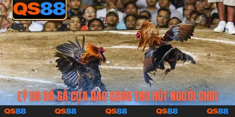 Lý do đá gà cựa dao QS88 thu hút người chơi